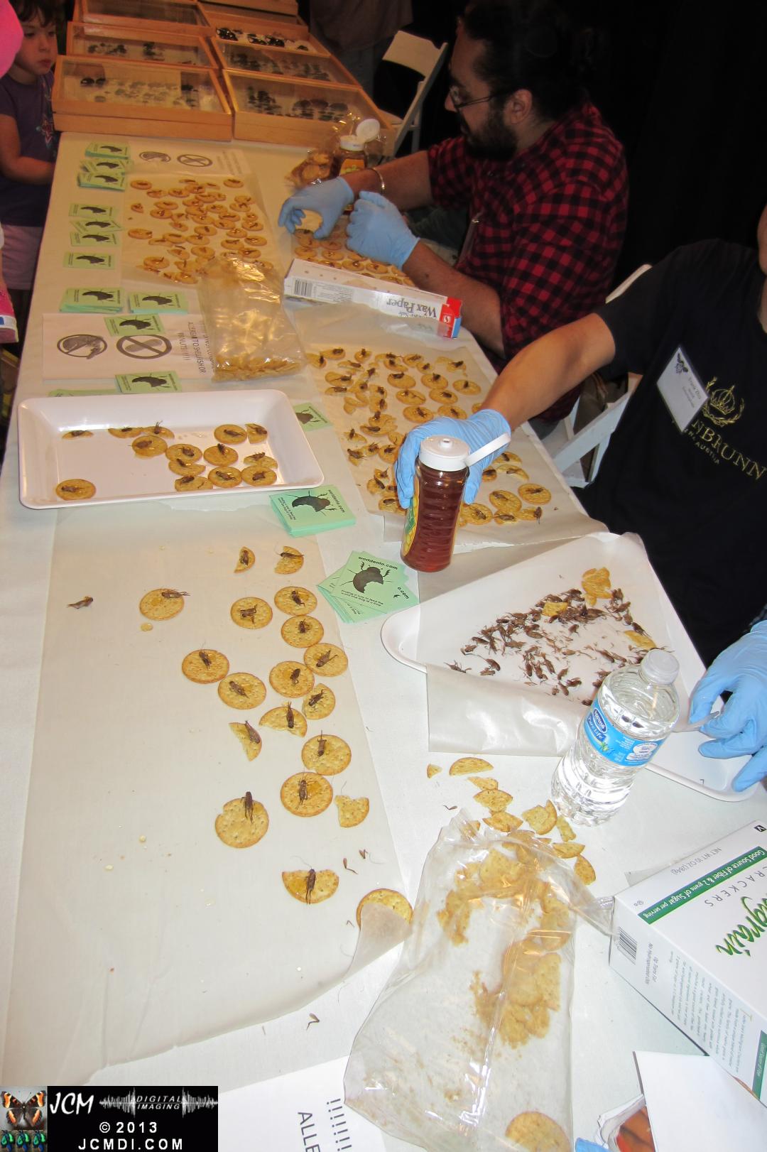 LANHM Bug Fair 2013 bugs on a cracker